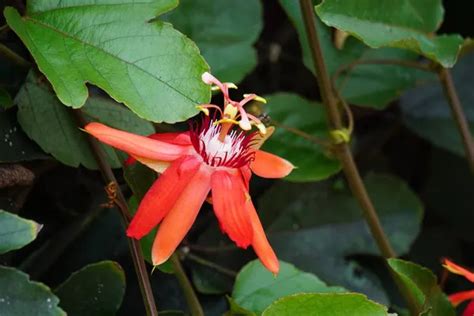 Fotografía de la Passiflora coccinea en flor y de sus frutos no comestibles