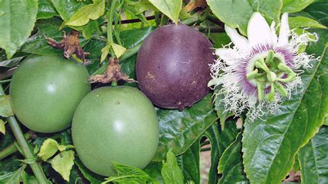 Maracuyá morado (Passiflora edulis f edulis)