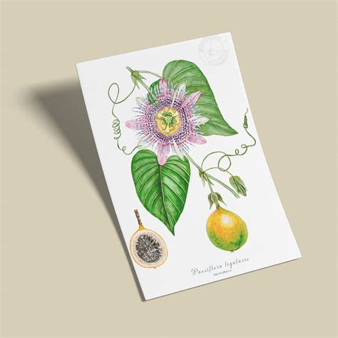 Granadilla (Passiflora lingularis)