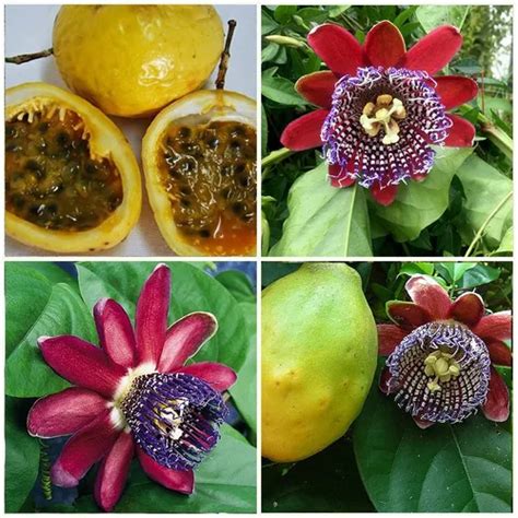 Maracuyá dulce (Passiflora alata)