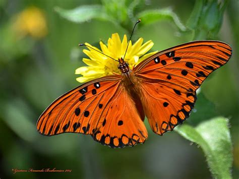 Mariposa espejito (Agraulis vanillae maculosa) sobre una flor de Passiflora edulis