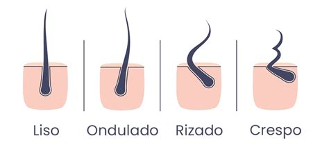 Esquema de tipos de cabello (liso, ondulado, rizado, graso, seco) y necesidades