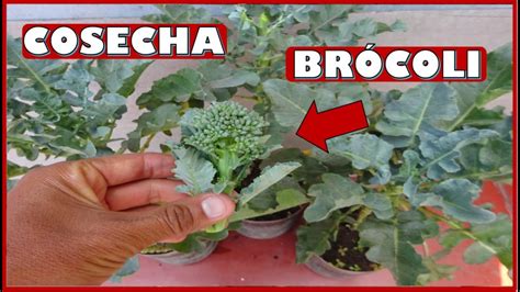 Esquema de poda para mantener el brócoli perenne y fomentar brotes laterales