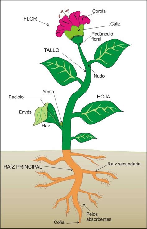 Esquema de las partes de una planta de coliflor, señalando el tallo, las hojas y la pella