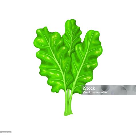 Ilustración de pencas de acelga frescas y limpias