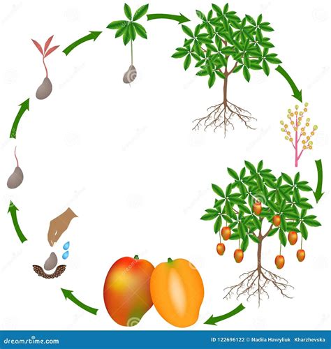 Esquema que muestra el ciclo de vida del mango, desde la cosecha, pasando por el proceso de pelado y corte, hasta llegar a las diversas técnicas de deshidratación.