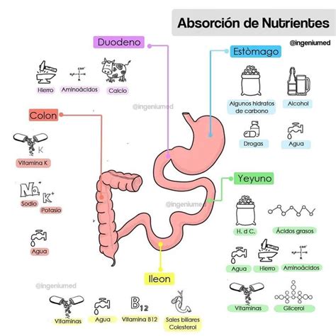 Esquema de absorción de nutrientes: cómo las grasas del huevo facilitan la absorción de vitaminas de la espinaca