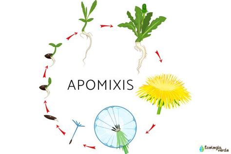 Esquema explicando la apomixis en plantas de arroz.