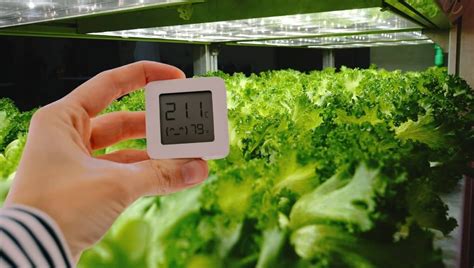 Infografía sobre las condiciones ideales de cultivo: temperatura, tipo de suelo y sistemas de riego recomendados.