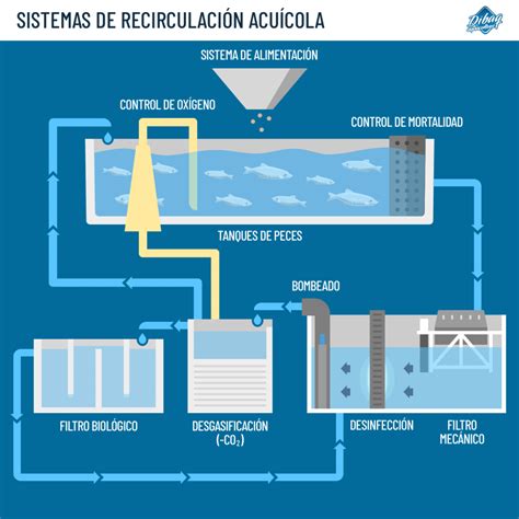 Esquema técnico del sistema de recirculación de agua (RAS) utilizado en pisciculturas de alta eficiencia