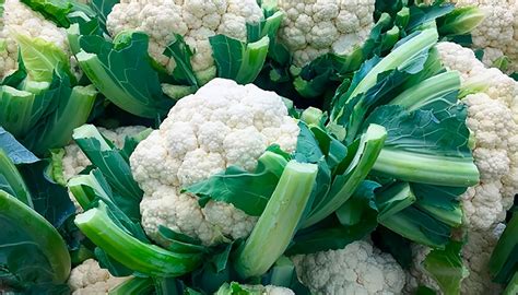 Infografía con los pasos básicos para el cultivo de coliflor