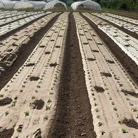Ilustración de cómo aplicar el acolchado de papel biodegradable alrededor de las plantas de coliflor