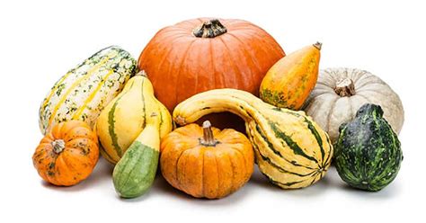 Variedad de calabazas de diferentes formas y colores