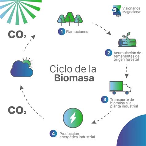 Infografía comparativa de la biomasa aérea y subterránea de Cynodon dactylon en diferentes condiciones de cultivo y manejo.