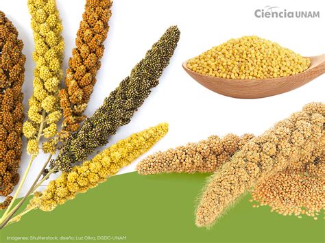 Infografía comparando granos de mijo y trigo, y posibles herramientas prehistóricas para moler cereal