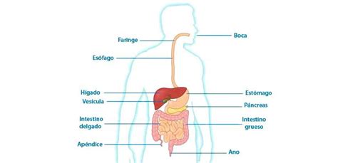 Esquema anatómico del aparato digestivo humano destacando los órganos principales.