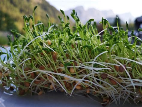 fotografía de plantas de lentejas creciendo en un campo soleado