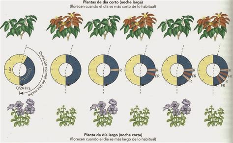 Gráfico comparativo de la respuesta de variedades de día corto frente a variedades de día largo como la Valenciana.