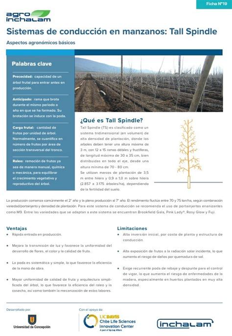 Infografía comparativa de diferentes sistemas de conducción en manzanos (Tall Spindle, V-Trellis, Doble Eje, Multieje).
