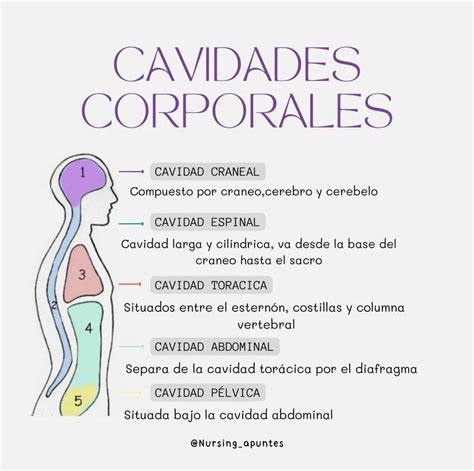 Esquema técnico que ilustra el diseño interior y las cavidades independientes de un horno doble Teka