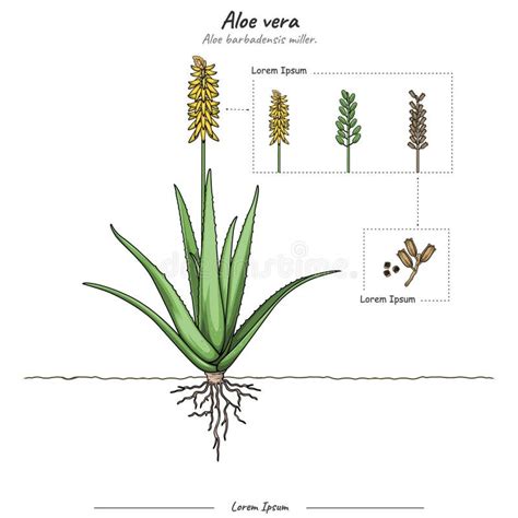 Ilustración de la planta de Aloe Vera con sus componentes principales.