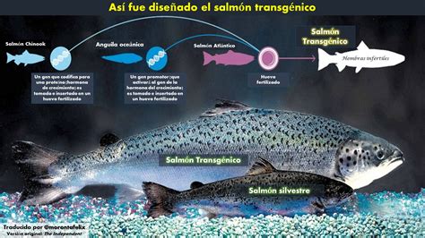 Esquema comparativo del ciclo de crecimiento: salmón tradicional frente a salmón transgénico AquaAdvantage