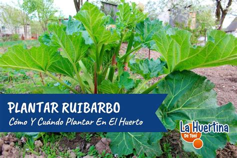 Ilustración de la planta de ruibarbo mostrando sus tallos rojizos y grandes hojas verdes.