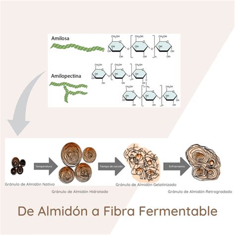 Infografía detallada mostrando la composición de almidón del arroz glutinoso (alta amilopectina, baja amilosa) y comparándola con otros tipos de arroz.