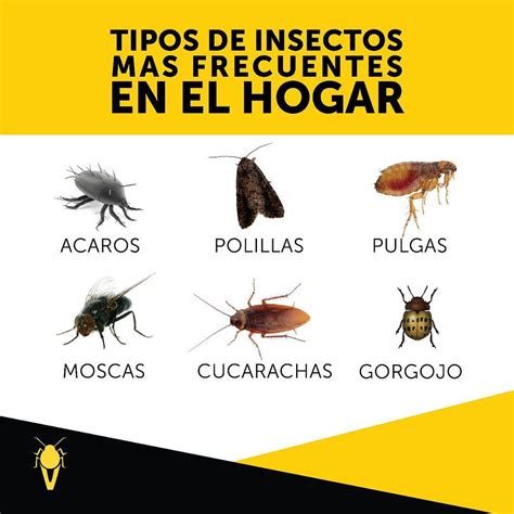 Galería de imágenes: Identificación de insectos comunes en granos y harinas