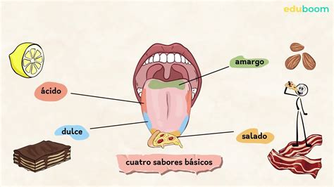 Diagrama que ilustra la conexión entre el olfato y el gusto en la percepción del sabor.