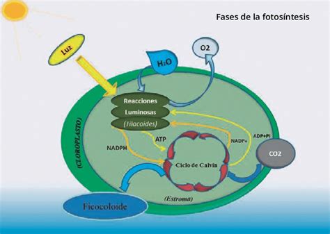 Esquema del proceso de fotosíntesis resaltando la fase luminosa y la fase oscura con entrada de CO2 y luz