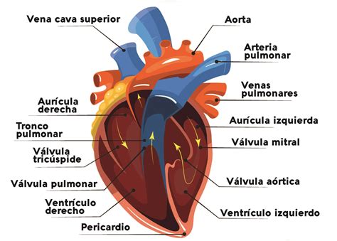Foto del corazón de vaca cortado en trozos y macerando en el aliño
