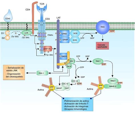 Ilustración esquemática del mecanismo molecular de activación de la aclimatación al frío mediado por NPR1 en Arabidopsis thaliana