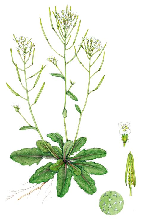 Fotografía de parcelas de Arabidopsis thaliana en diversos climas, desde alpinos hasta desérticos, como parte de un experimento a largo plazo sobre adaptación al cambio climático.