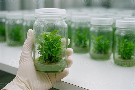 Fotografía de Julieta Cabello trabajando en el laboratorio con plántulas de Arabidopsis.