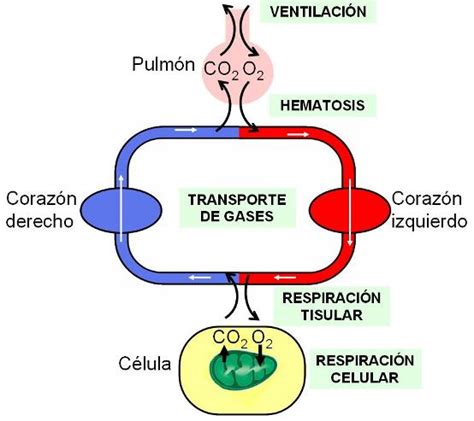 Esquema que ilustra el proceso de oxigenación: desde la captación de oxígeno del aire hasta su distribución en el torrente sanguíneo y los tejidos.
