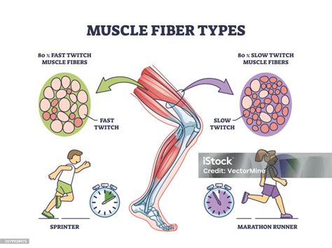 diagrama mostrando las fibras musculares antes y después de la acción de la bromelina, con énfasis en la ruptura del colágeno