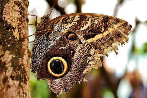 Ilustración detallada de la Mariposa Búho, mostrando tanto la parte inferior (marrón/gris) como la superior (vibrante)