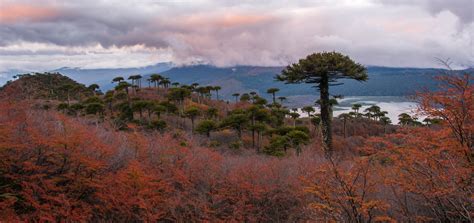 Bosque de araucarias milenarias en la cordillera de los Andes