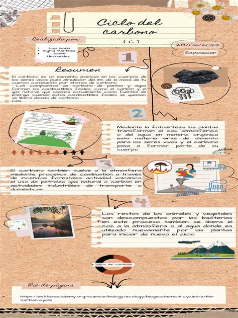 Infografía: Ciclo de transformación del piñón, desde la recolección manual hasta la elaboración de harina