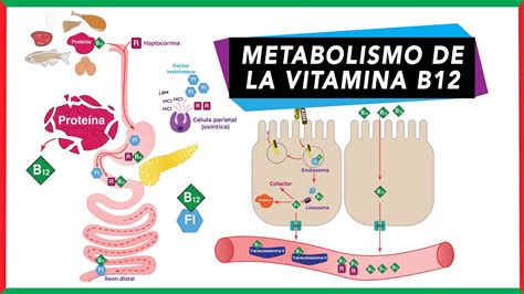 Figura 1: Procesos de absorción y metabolismo de la Vitamina B12 en humanos.