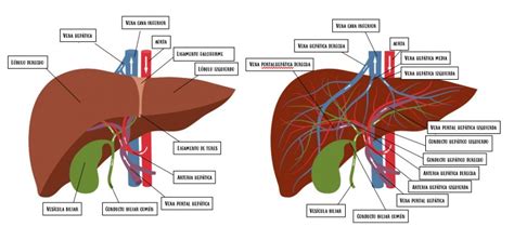 Ilustración de la anatomía vascular del hígado (arteria hepática, vena porta, venas suprahepáticas)