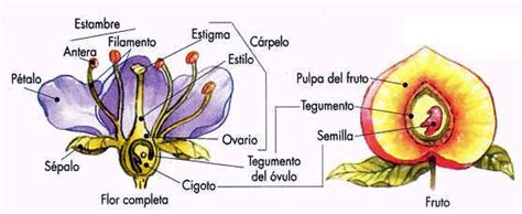 Detalle de la flor y el fruto de la planta 
