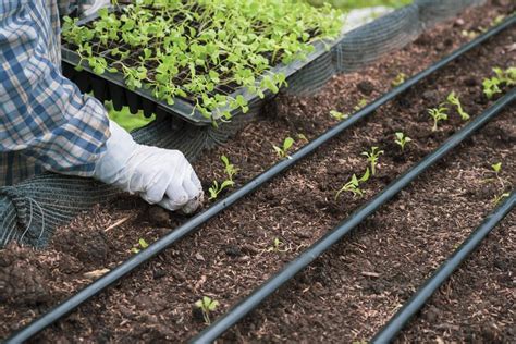 Foto de una plantación de matico con sistema de riego por goteo
