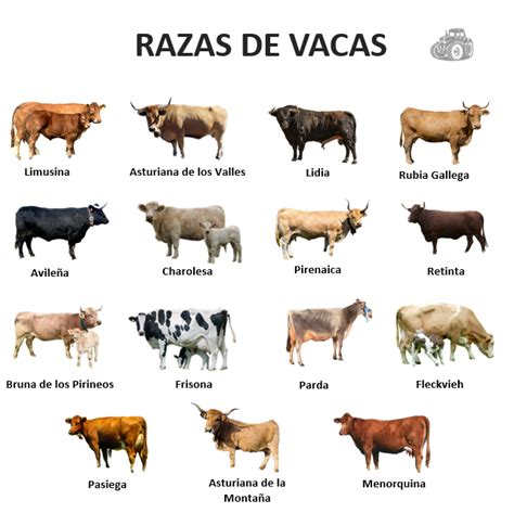 Mapa mostrando las regiones de origen de las razas de vacuno mencionadas (Escocia para Angus, India para Brahman, etc.).