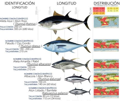 Esquema de las principales especies de atún