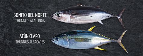 Comparativa de conservas de Bonito del Norte y Atún Claro