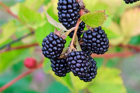 Moras silvestres frescas