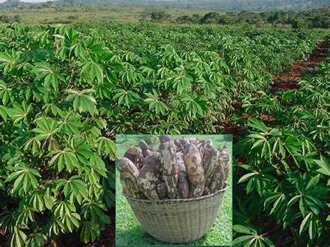 Campo de cultivo de yuca con raíces expuestas