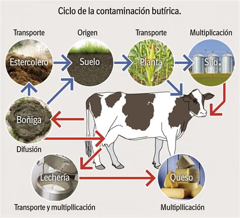 Esquema de las vías de contaminación de la leche y la presencia de residuos antibióticos